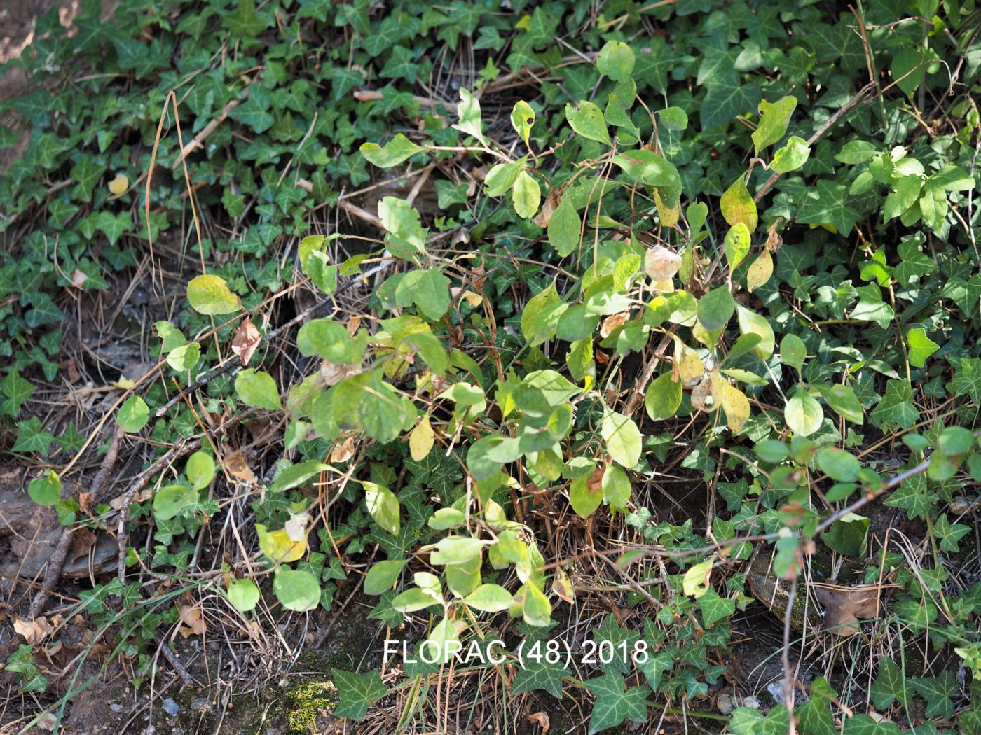 Honeysuckle, Common plant